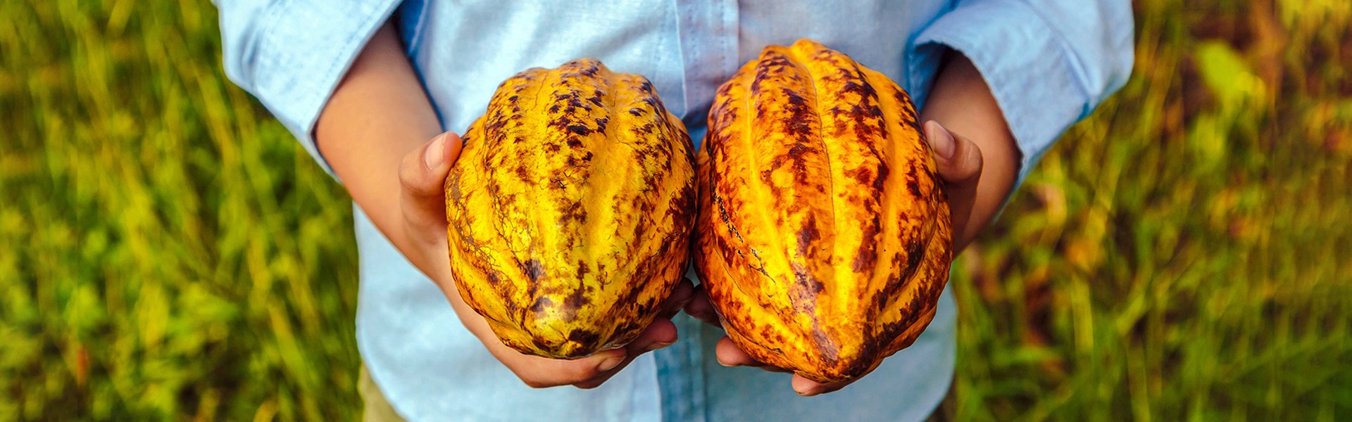 Cacao Colombiano / Colombian Cocoa