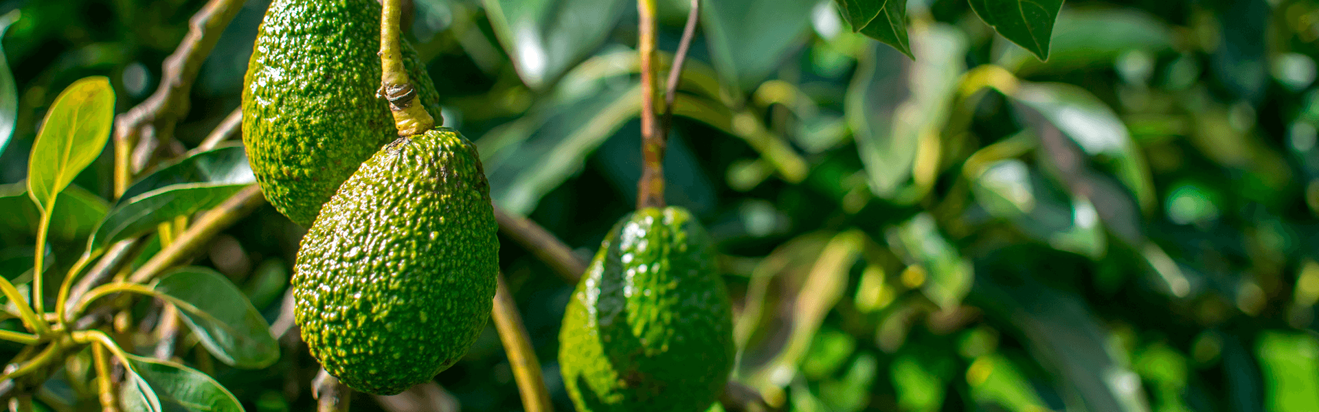 The company that will plant 60,000 Hass avocado trees in Colombia in ...