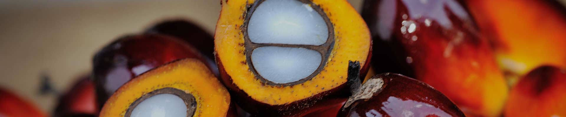 Palm oil Product for progress and change Palm oil sheeds