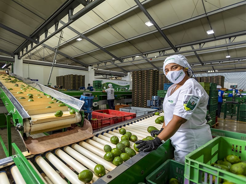 Producción de Aguacates en Colombia / Avocado production in Colombia