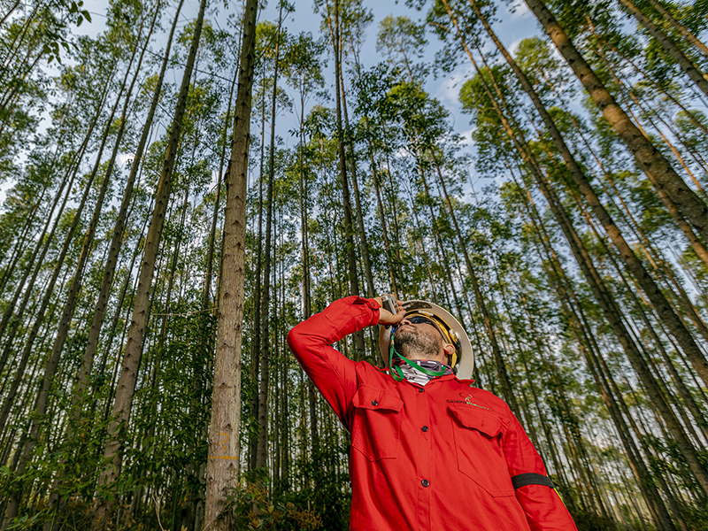 Plantación forestal en Colombia / Forestry plantation in Colombia