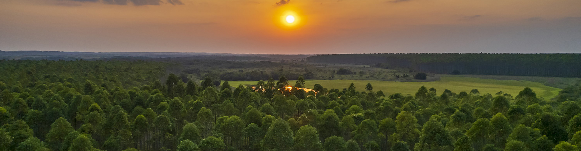 Reforestadora Cumare, San Martín, Meta, Colombia