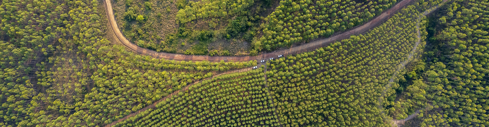 Plantación forestal en Colombia / Forestry plantation in Colombia