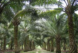 Colombia highlights foreign investment opportunities of palm oil in six regions