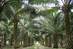 ProColombia destaca oportunidades de inversión extranjera en aceite de palma en seis regiones