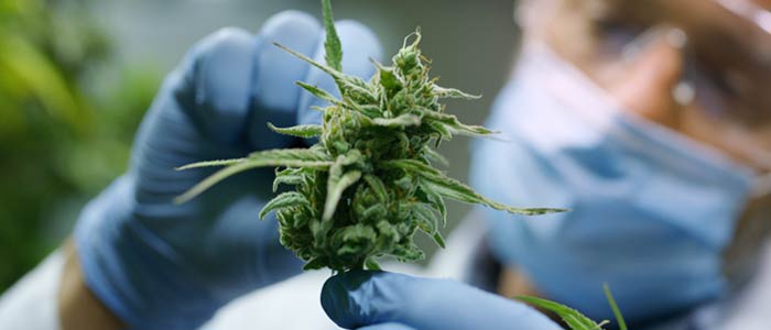 cannabis