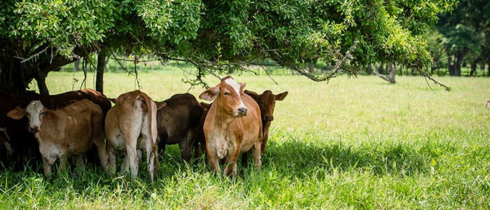 Cows