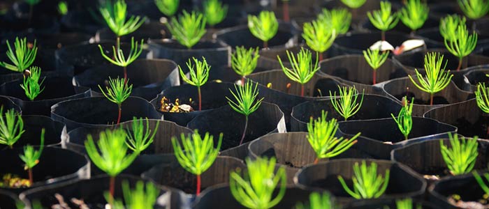 Plantaciones