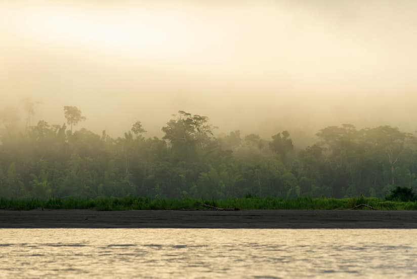 forest land in front of a river