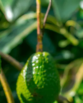 Growing avocado on tree