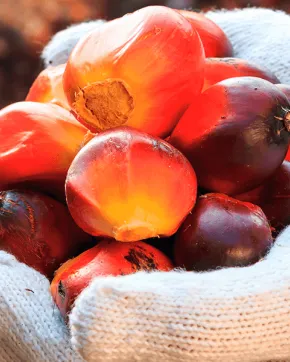 Palm oil sheeds 