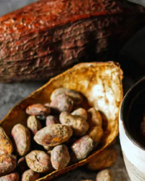 Cocoa beans and cocoa liquor