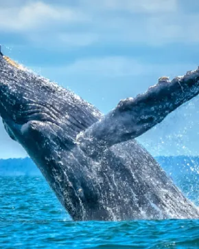 Whale watching in the Colombian Pacific