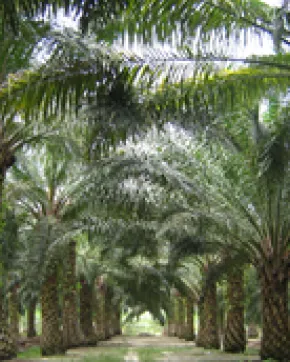 Colombia highlights foreign investment opportunities of palm oil in six regions