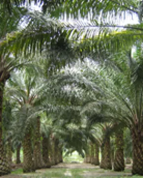 ProColombia destaca oportunidades de inversión extranjera en aceite de palma en seis regiones