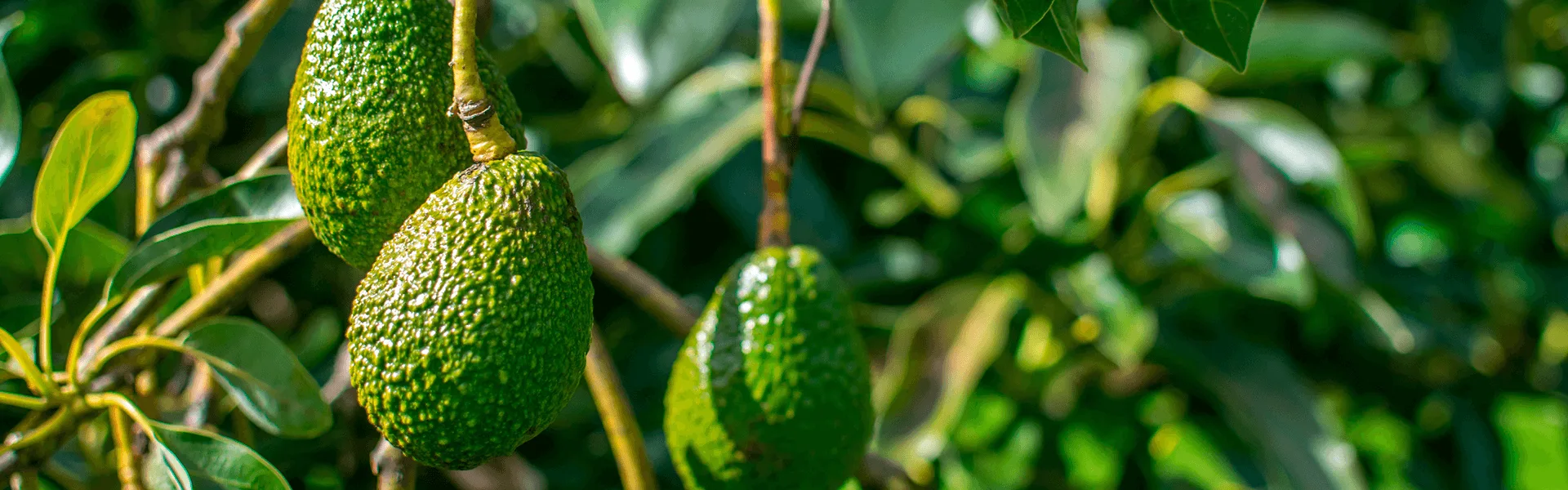 Growing avocado on tree