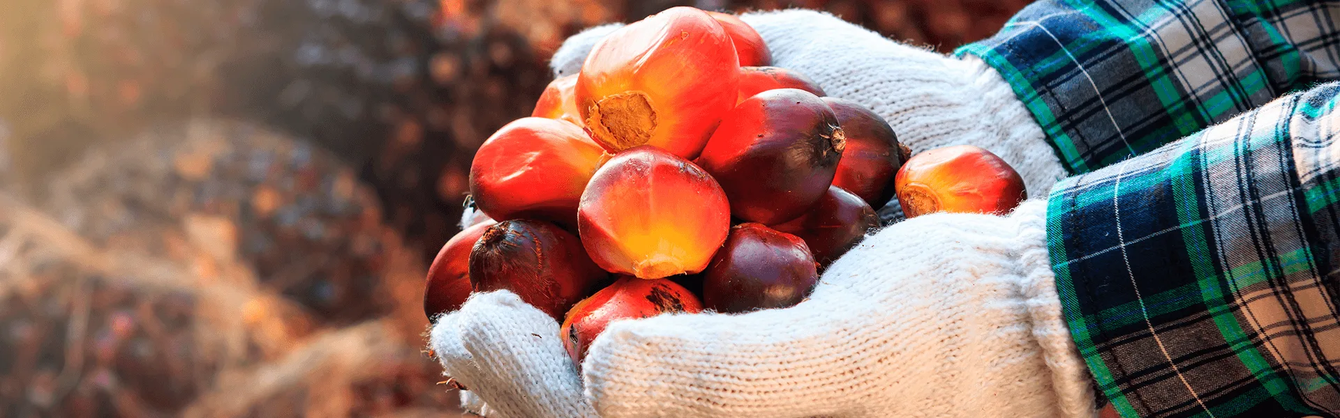 Palm oil sheeds 