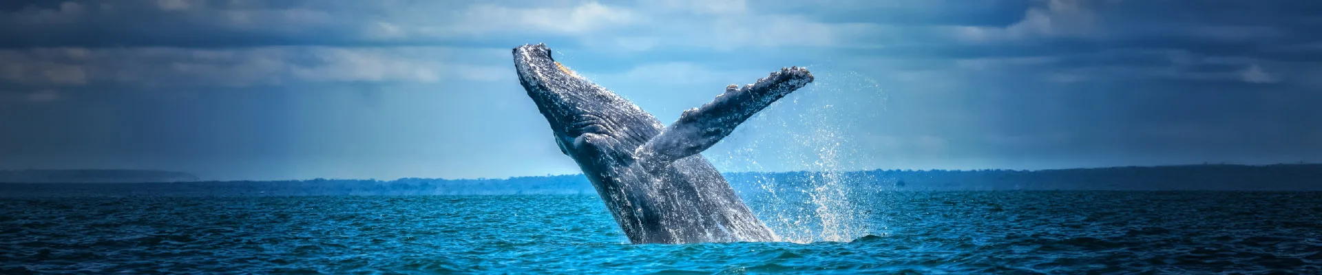 Whale watching in the Colombian Pacific