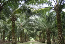 Colombia highlights foreign investment opportunities of palm oil in six regions