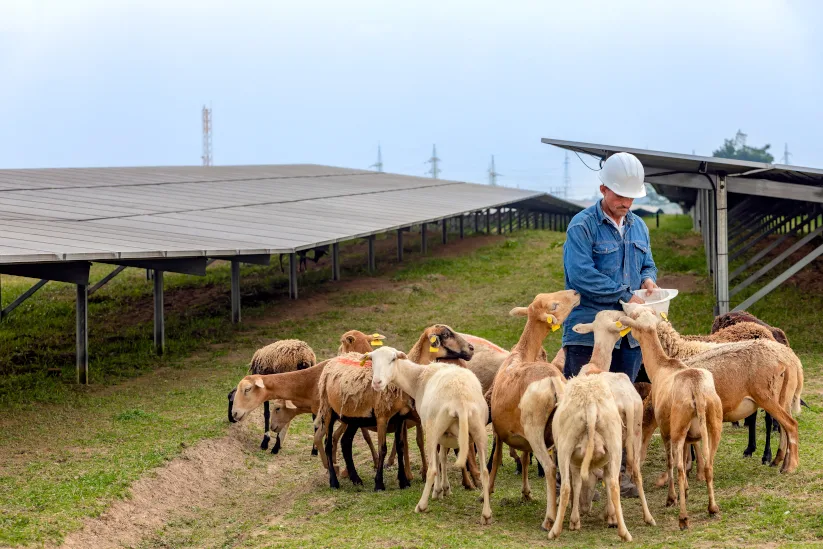 worker and animals next to a solar plant in Colombia.