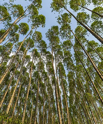 Reforestadora Cumare, Meta, Colombia