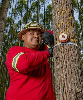 Reforestadora Cumare SAS, San Martín, Meta, Colombia