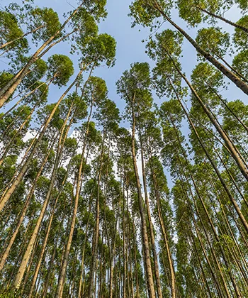 Reforestadora Cumare, Meta, Colombia
