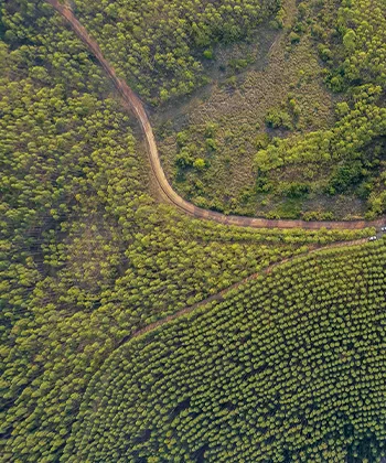 Reforestadora Cumare, Meta, Colombia