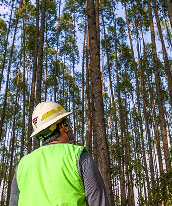Reforestadora Cumare, Meta, Colombia