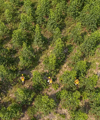 Reforestadora Cumare, Meta, Colombia