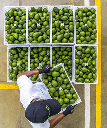 Managro Fresh, Valle del Cauca, Colombia