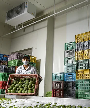Managro Fresh Rozo, Valle del Cauca