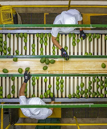 Managro Fresh Rozo, Valle del Cauca