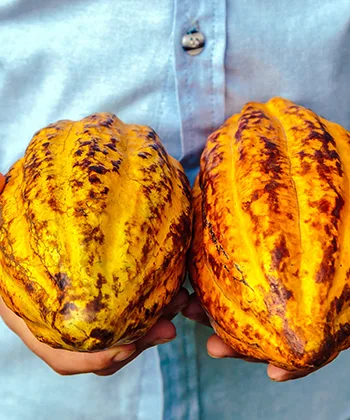 Fruto del cacao