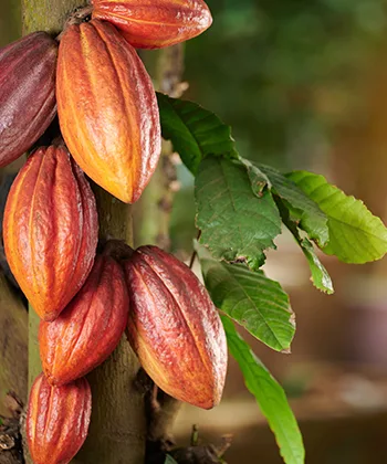Fruto del cacao