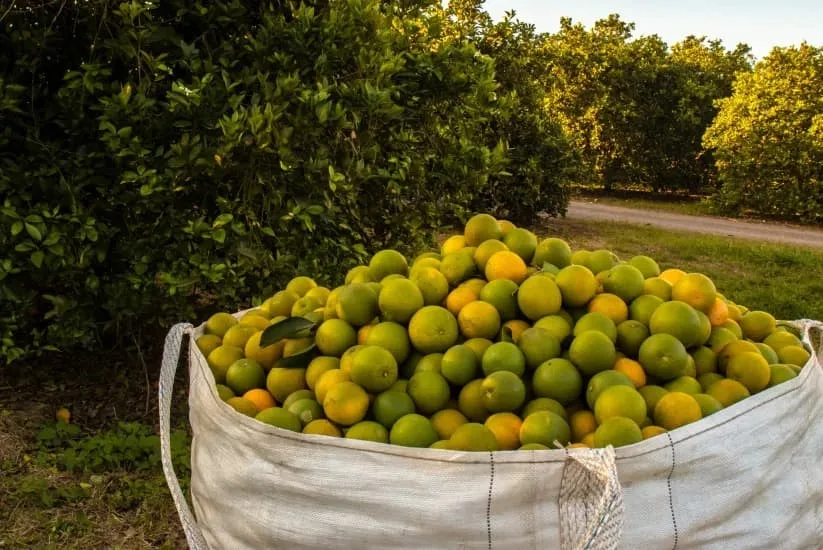 Bags loaded with freshly picked oranges