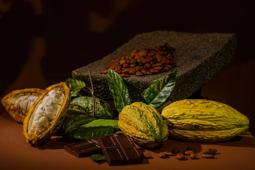 Cocoa before the processing of cocoa beans