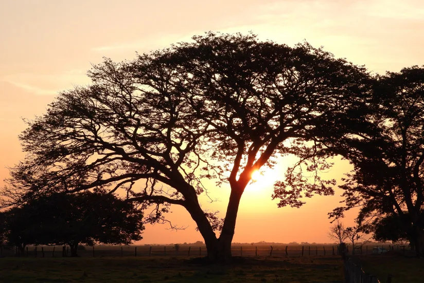 Tree in the Orinoco