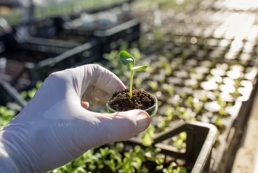 Scientist studying the effects of an agrochemical on a plant.