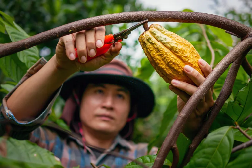Worker getting cocoa fruit.