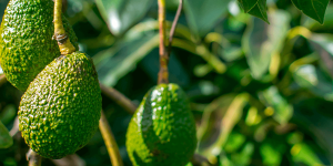 Growing avocado on tree