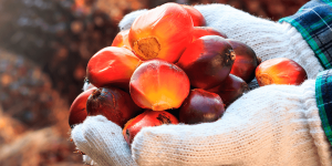 Palm oil sheeds 