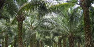 ProColombia destaca oportunidades de inversión extranjera en aceite de palma en seis regiones