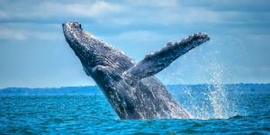 Whale watching in the Colombian Pacific