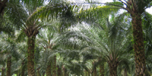 Colombia highlights foreign investment opportunities of palm oil in six regions